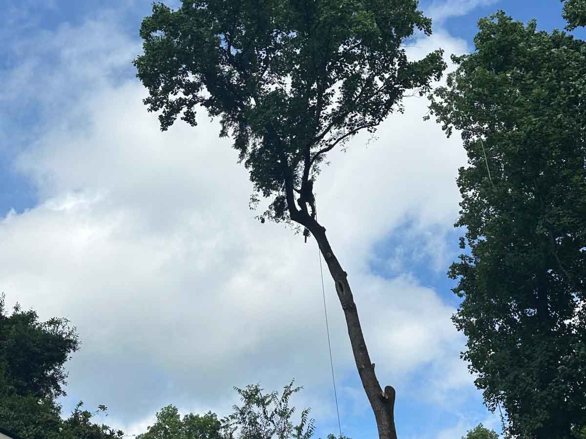 El Costeño Tree Service LLC